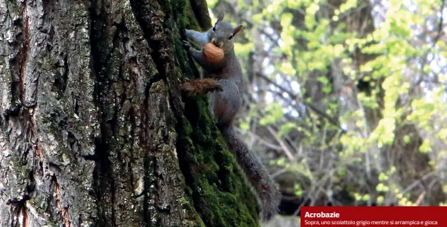  ??  ?? Acrobazie
Sopra, uno scoiattolo grigio mentre si arrampica e gioca in pieno giorno sui rami degli alberi del parco Solari: a qualche passante la scena ha ricordato un grande classico di Central Park a New York (foto Salmoirago). In questi giorni con la città in quarantena, gli animali «metropolit­ani» hanno rimesso la testa fuori dal guscio e, approfitta­ndo della calma generale, hanno occupato spazi di solito off-limits per loro