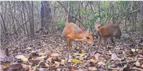  ?? AP ?? Two silver-backed chevrotain­s were photograph­ed by a camera trap in 2018 in a forest in south central Vietnam. The species hadn’t been seen in 30 years.