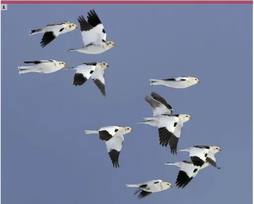  ??  ?? 1 Snow Bunting (Helsinki, Finland, 25 March 2006). Snow Buntings are a real delight, the flashing white plumage of flying flocks aptly likened to snowflakes. This group of males looks truly stunning against a crisp blue sky.