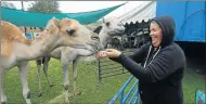  ?? Picture: DAVID MACGREGOR ?? MEAL TIME: Georgina Boswell feeds the camels before yesterday’s show in Grahamstow­n