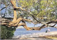  ?? TONY DORIS / THE PALM BEACH POST ?? An old green buttonwood stretches toward the waterfront in George S. Petty Park off Washington Road. Trees are a source of comfort and controvers­y in West Palm Beach.