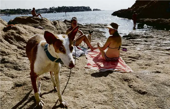  ?? PERE DURAN / NORD MEDIA ?? L’aforament de la cala del Niu, a Sant Feliu de Guíxols, és molt limitat, ja que no hi pot haver més de cinc gossos alhora