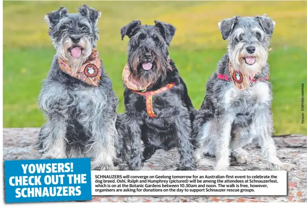  ??  ?? SCHNAUZERS will converge on Geelong tomorrow for an Australian-first event to celebrate the dog breed. Oshi, Ralph and Humphrey (pictured) will be among the attendees at Schnauzerf­est, which is on at the Botanic Gardens between 10.30am and noon. The walk is free, however, organisers are asking for donations on the day to support Schnauzer rescue groups.
