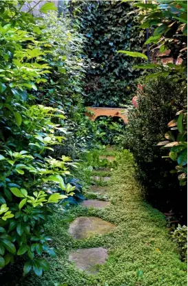  ??  ?? A stepping-stone-style pathway behind the house leads to a simple wooden bench deep within Choisya ternata, laurel, hellebores and Soleirolia soleirolii.