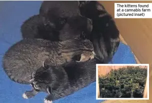  ??  ?? The kittens found at a cannabis farm (pictured inset)