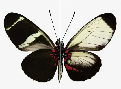  ??  ?? A normal Heliconius sara butterfly is shown on the left; the same species that has had its genes edited using CRISPR is shown on the right