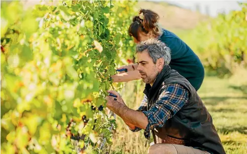  ?? ?? Greystone winemaker Dom Maxwell working at the North Canterbury winery.