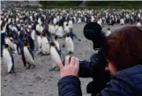  ??  ?? On assignment in South Georgia, Antarctica, last year, shooting one of the world’s largest penguin rookeries.