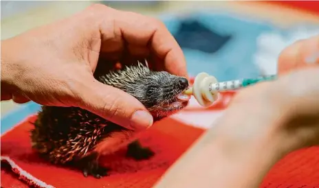  ??  ?? Ježci náleží k častým klientům záchranné stanice, ohrožují je auta i sekačky na trávu. Ošetřovate­lé v Jinonicích odchovali i mládě, které ztratilo matku ve věku přibližně čtyř až pěti dnů.