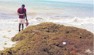  ?? FILE ?? Environmen­tal officer of the National Environmen­t & Planning Agency Rudolph Carroll assesses the build-up of sargassum at Hellshire Beach.