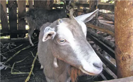  ??  ?? The Government has an ambitious new effort to build up a Fijian goat industry.