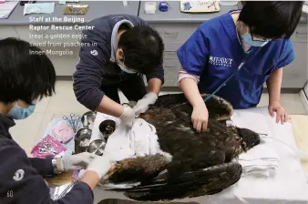  ?? ?? Staff at the Beijing Raptor Rescue Center treat a golden eagle saved from poachers in Inner Mongolia