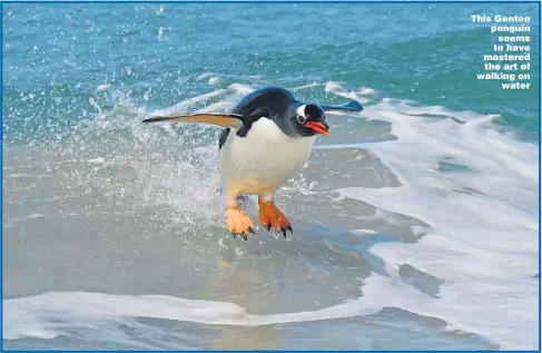  ??  ?? This Gentoo penguin seems to have mastered the art of walking on water