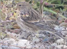  ?? Photograph: Simon Davies ?? Twite, a passage migrant whose numbers have been decreased in recent years.