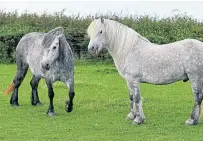  ?? Picture: Kenny Elrick. ?? Owners of native-bred horses and ponies are being asked to fill in a survey.