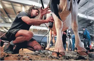  ?? Photo: WARWICK SMITH/FAIRFAX NZ ?? On show: Tony Jenkins, of Matamata, clips a 7-year-old holstein friesian cow, ‘‘Rahana Membrury Talent’’, in preparatio­n for the Dairy Event.