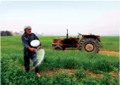  ?? AFP/File ?? An Iraqi farmer plants amber rice in the Mishkhab region, central Iraq.