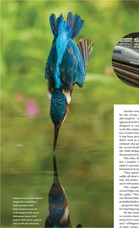  ??  ?? Research showing that objects shaped like a kingfisher’s beak and head create fewer pressure waves led to the design of 500-series Shinkansen trains, which produce 30% less air pressure and use 15% less electricit­y.