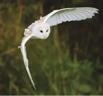  ??  ?? Owls hunt primarily with their excellent hearing, and can wreak havoc inside a chicken coop.