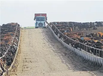  ?? ?? Corrales. Con capacidad para 80.000 cabezas, Ser Beef es el feedlot más grande del país.