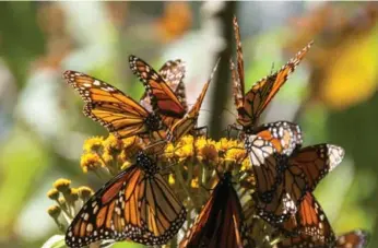  ?? DREAMSTIME ?? The monarch butterfly population needs a boost, and one way to help is by providing host plants.