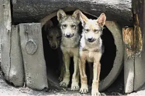  ?? — AFP ?? Wild miracle: Three of the Mexican wolf clubs at the Los Coyotes Zoo in Mexico City.