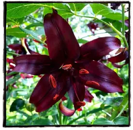  ??  ?? Taller than ever: an almost-black Asiatic lily