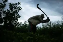  ?? (Getty) ?? A former slave demonstrat­es how he clears brush with his sickle on the land he farms in Brazil