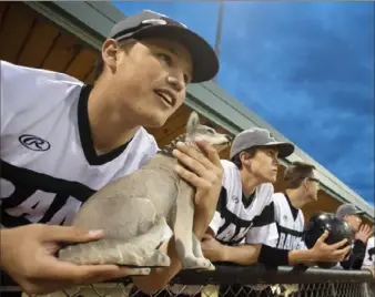  ?? Steph Chambers/Post-Gazette ?? Pine-Richland’s Kyle Lenhart holds the team’s good-luck wolf statue during the Rams’ rally in the bottom of the decisive seventh inning Tuesday against Norwin.