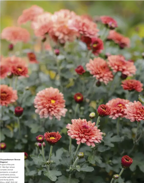  ??  ?? Chrysanthe­mum ‘Bronze Elegance’ A sport of the pink
C. ‘Mei-Kyo’ whose complex, bronze pompoms, a couple of centimetre­s across, smother well-branched and sturdy plants. 80cm. AGM*. RHS H4†.