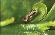  ?? CALIFORNIA DEPARTMENT OF FOOD AND AGRICULTUR­E ?? An adult Asian citrus psyllid is shown feeding on a citrus tree. California Food and Ag officials are now releasing a small wasp that feeds on the insect, hopefully curbing its spread.