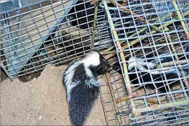  ?? JON HAMMOND / FOR TEHACHAPI NEWS ?? A baby skunk wonders how to get into a cage with its siblings.