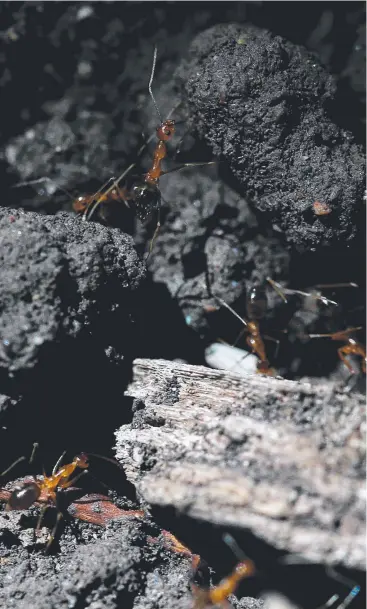  ?? Picture: STEWART McLEAN ?? INVASIVE PEST: The Wet Tropics Management Authority’s eradicatio­n efforts are having an impact on yellow crazy ant population­s in the Far North.