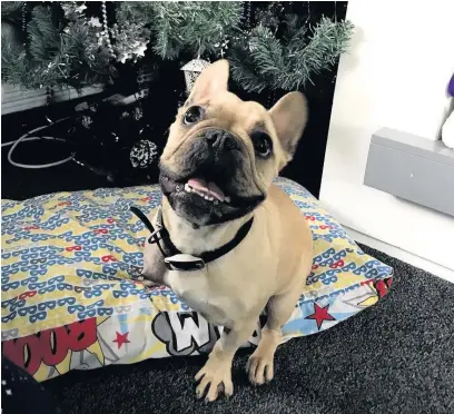  ?? RSPCA ?? French bulldog Minnie was back home in Moreton-inMarsh for Christmas after being stolen in March