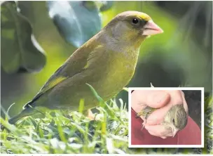  ??  ?? ●●A Greenfinch and (inset) one ready to be released by a bird ringer