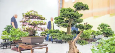  ?? FOTO: JAN WOITAS/DPA ?? Grundsätzl­ich kann ein Bonsai so alt werden wie die Baumart selbst in der Natur. Doch vor allem in den Anfangsjah­ren braucht es dafür viel Einsatz des Züchters.