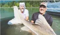  ??  ?? Jake Driedger, right, and Pete Peeters show off the massive sturgeon they reeled in with the help of guide Kevin Estrada on the Fraser River.