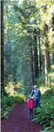  ?? GETTY IMAGES/ISTOCKPHOT­O ?? A family enjoying hiking in gorgeous Redwood National Park, in California.