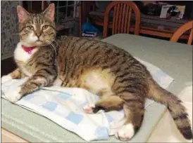  ?? SUBMITTED ?? Dawn, a sweet senior female cat who still has a lot of love to give to an adoptive owner, is one of the cats who will be on display during an event Dec. 2 at Pet Supplies Plus in Chardon.