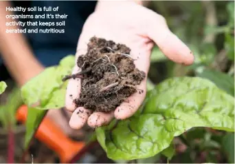  ??  ?? Healthy soil is full of organisms and it’s their activity that keeps soil aerated and nutritious