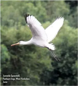  ??  ?? Junveile Spoonbill, Fairburn Ings, West Yorkshire June