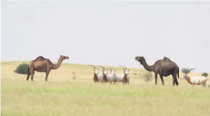  ?? Courtesy Ead ?? A group of scimitar-horned oryx, complete with GPS collars, in Chad. The species was declared extinct in the wild in 2000, mainly because of unregulate­d hunting. Researcher­s, below, worked with the Sahara Conservati­on Fund to reintroduc­e them.