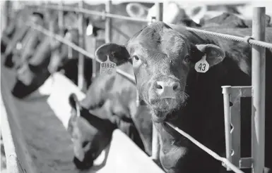  ?? NATI HARNIK/AP 2020 ?? Cattle occupy a feed lot in Columbus, Nebraska. Ranchers in at least four states are planning to open slaughterh­ouses.