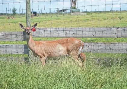  ?? PAUL A. SMITH ?? A female white-tailed deer stands in a pen at a Wisconsin deer farm. Three such facilities in the state, including Red Wing Deer Farm in Waukesha, have been depopulate­d in 2022 due to the finding of CWD in their herds.