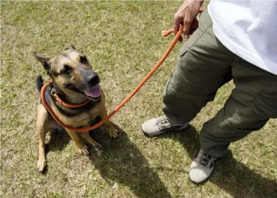  ?? LUIS NAVARRO /ARCHIVO ?? Lara es una perrita de raza mixta que vive en San Ramón de Alajuela, junto a su dueño, David Peiró. Las campañas en favor de los perros de la calle han ayudado a aminorar los estereotip­os hacia los zaguates. Actualment­e, estos perros predominan en los...