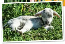  ?? ?? YELLOW FEVER: Little Harlow Hadlington, aged four, among the daffodils at Cradley Heath, West Midlands. Left: A lamb lazing in the sun