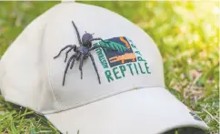  ?? CAITLIN VINE / AUSTRALIAN REPTILE PARK VIA AP ?? A male Sydney funnel-web spider, the world’s most venomous arachnid, is shown at Australian Reptile Park.