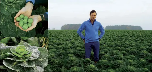  ??  ?? Above and right Peter Stirling and his crop of brussels sprouts. Interview by Jessica Carpani. Photograph­s by Sean Dooley