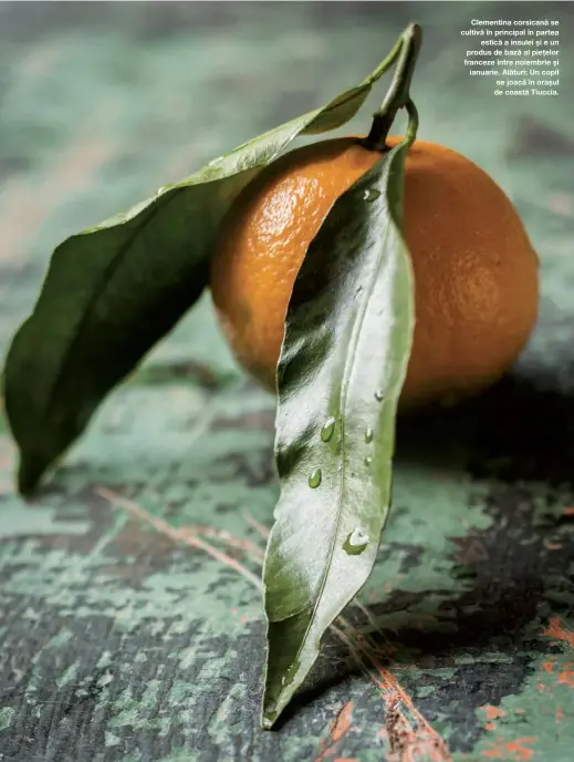  ??  ?? Clementina corsicană se cultivă în principal în partea
estică a insulei și e un produs de bază al piețelor franceze între noiembrie și ianuarie. Alături: Un copil se joacă în orașul de coastă Tiuccia.