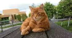  ?? Archivbild: R. Bergmann ?? Campus Cat – ein Dienstkate­r des Freistaate­s? Es ist nicht bekannt, was das beliebte Tier von dieser Idee hält. Vermutlich ist es ihm egal.